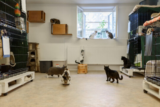 pet room