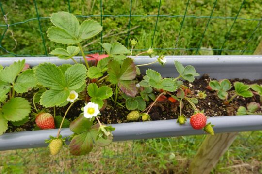 Repurpose Old Rain Gutters Into Garden Planters