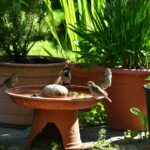 Backyard Bird Bath