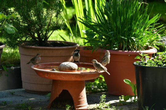 Backyard Bird Bath