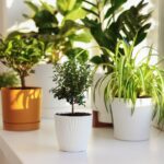 Air Purifying Houseplants