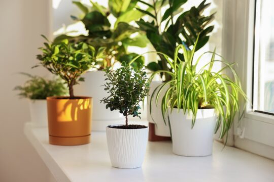 Air Purifying Houseplants
