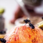 Get Rid of Fruit Flies Fast With a 5-Minute Homemade Trap