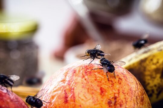 Get Rid of Fruit Flies Fast With a 5-Minute Homemade Trap