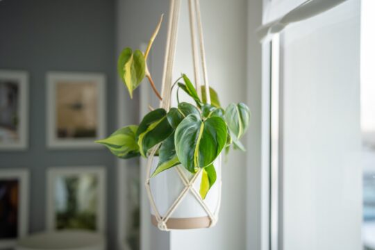 Macramé Plant Hanger DIY